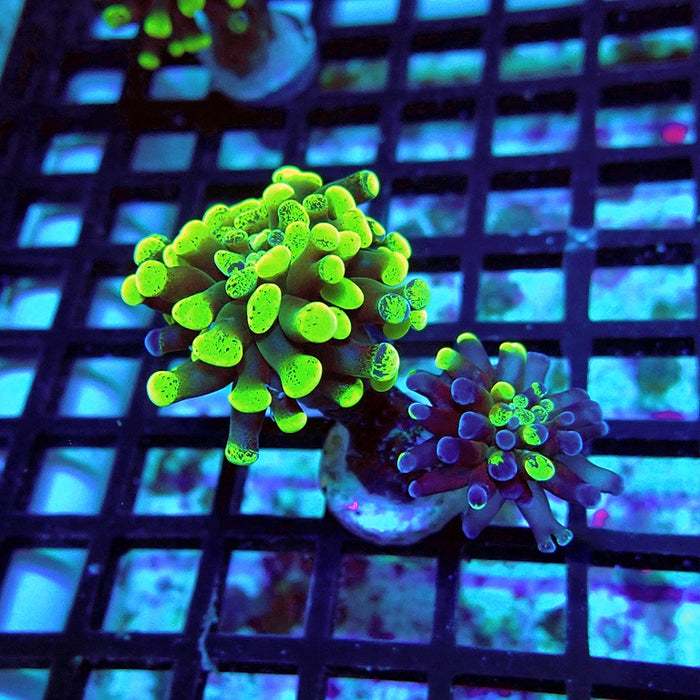 Euphyllia Green Branched Hammer