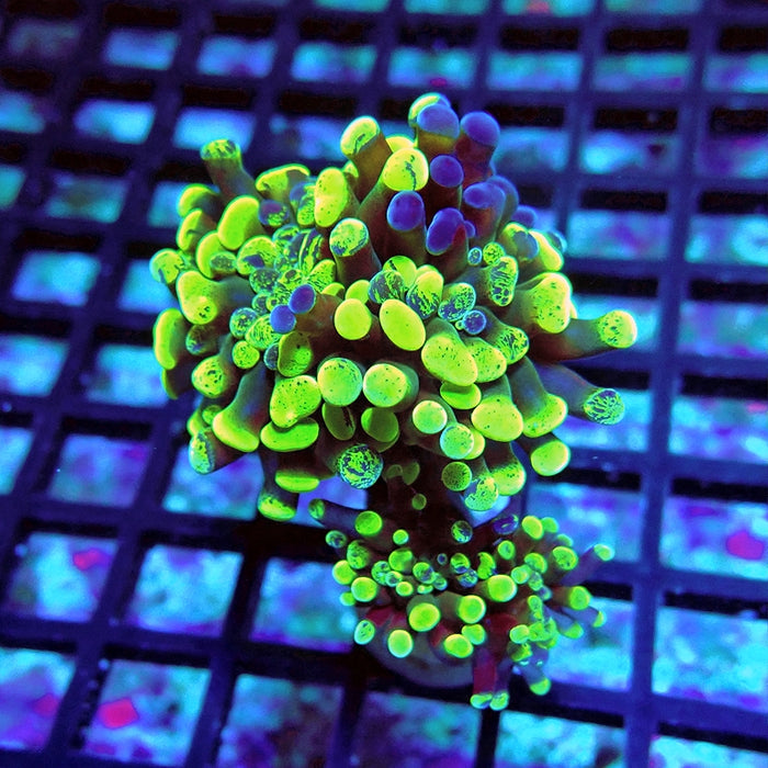 Euphyllia Green Branched Hammer