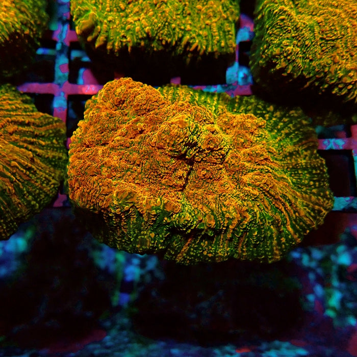 WWC Stellaria Chalice