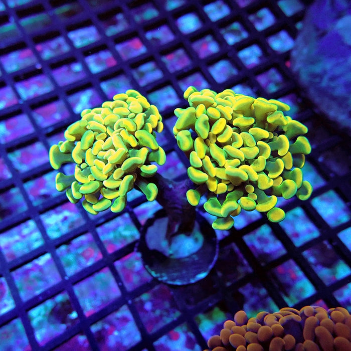 Euphyllia Yellow Branch Hammer