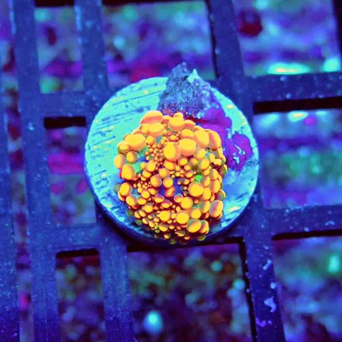 Ricordea Yuma Orange  Ultra