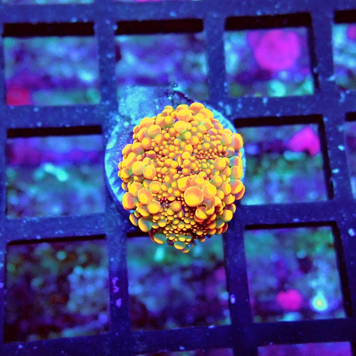 Ricordea Yuma Orange  Ultra