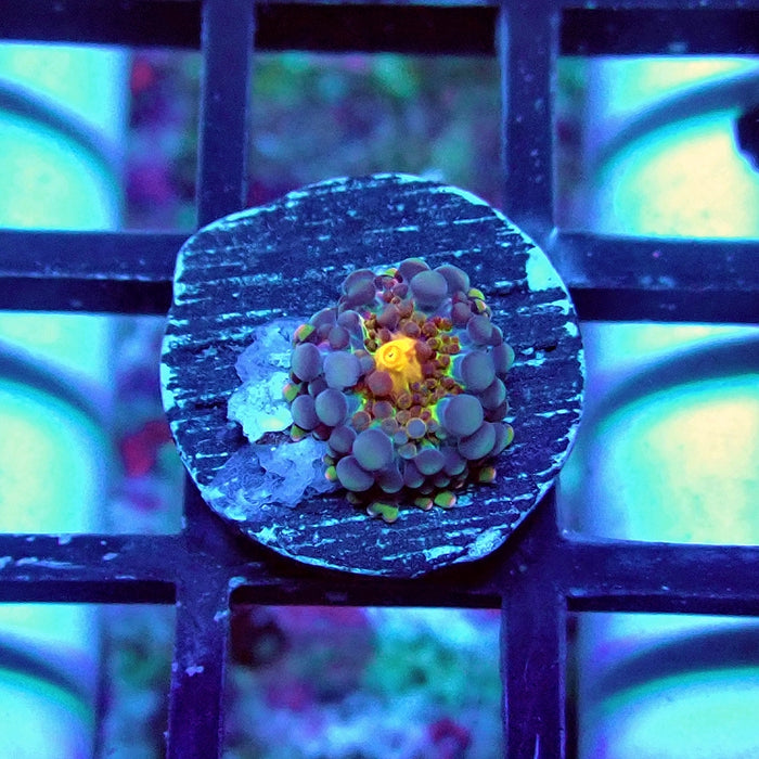 Ricordea Yuma Unique Premium