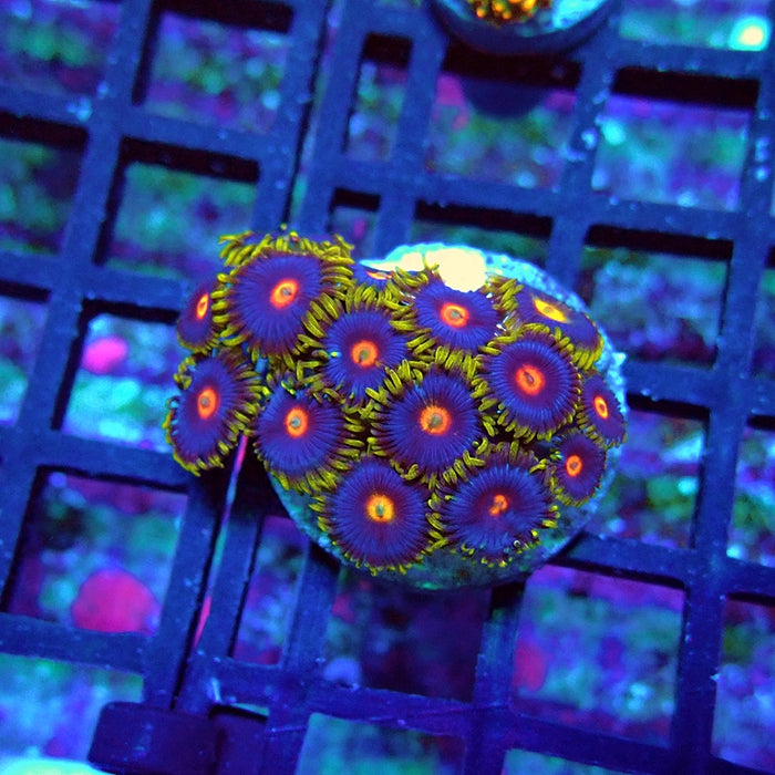 Ultra Zoas Frag
