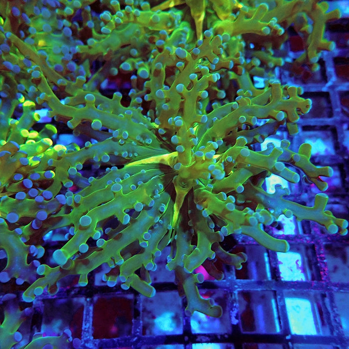 Euphyllia Green Frogspawn Branch