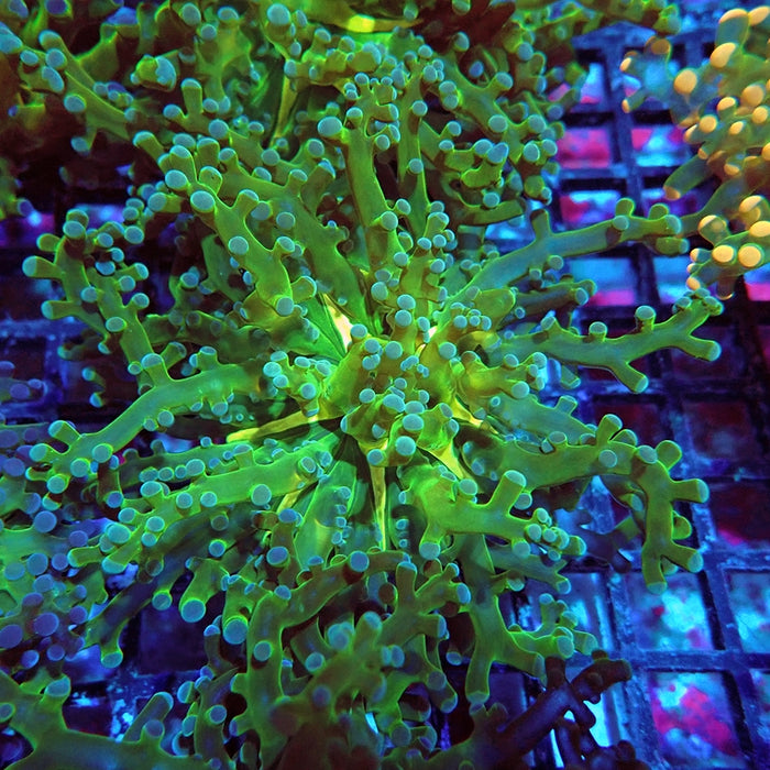 Euphyllia Green Frogspawn Branch