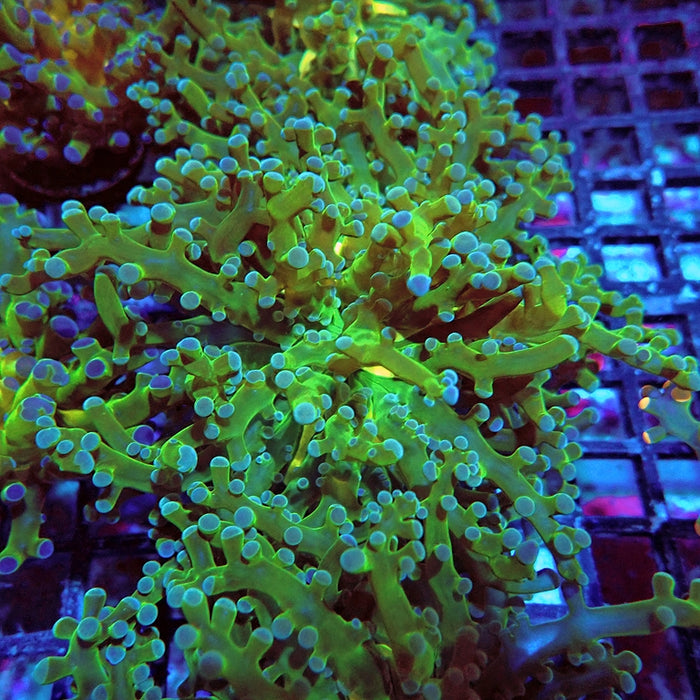 Euphyllia Green Frogspawn Branch