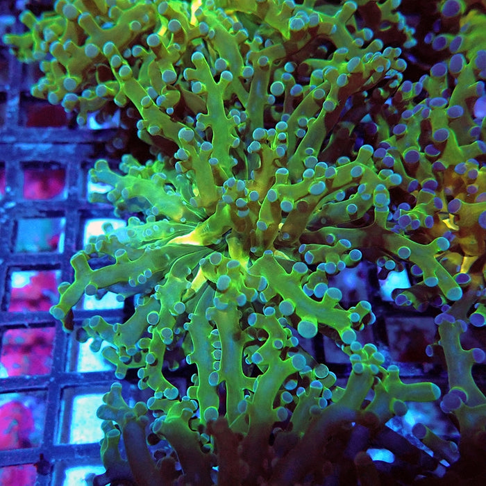 Euphyllia Green Frogspawn Branch