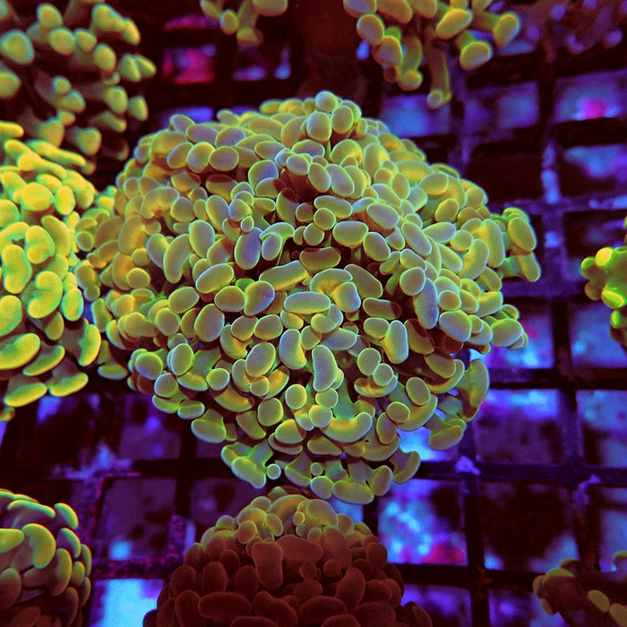 Euphyllia Gold Hologram