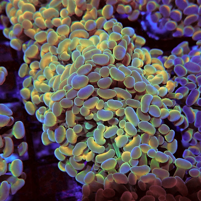 Euphyllia Gold Hologram