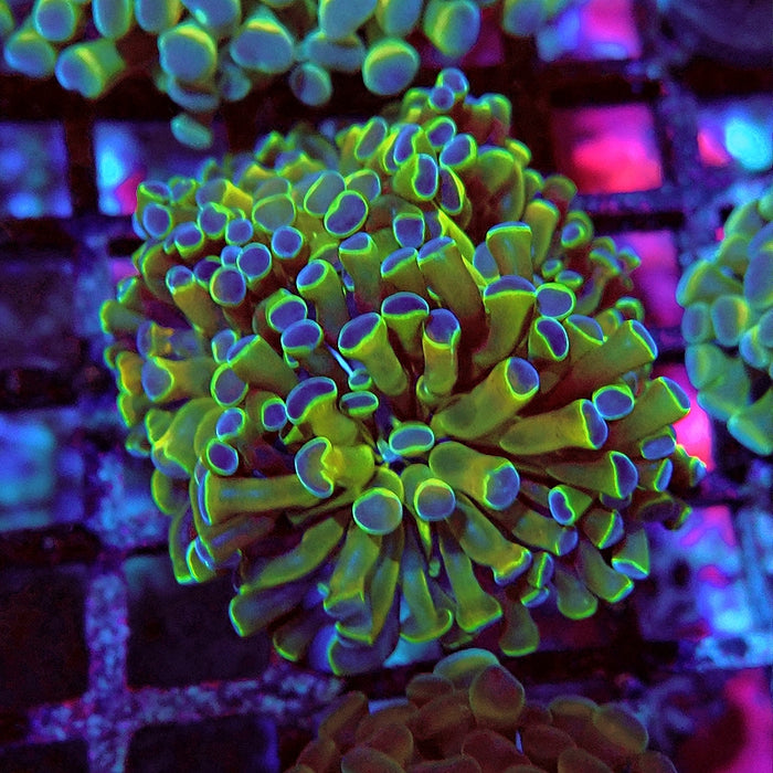 Euphyllia Super Contrast Hologram Hammer Branch