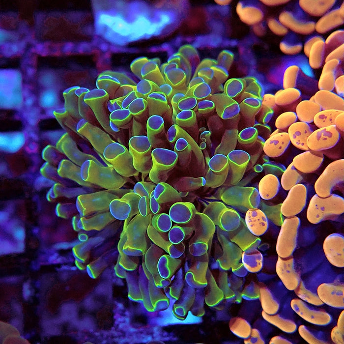 Euphyllia Super Contrast Hologram Hammer Branch