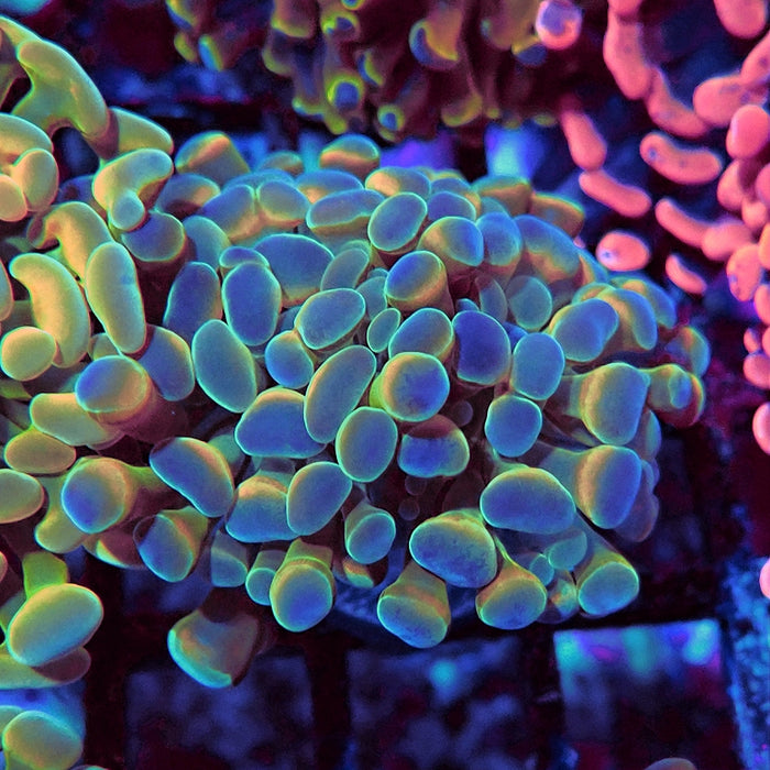 Euphyllia Hologram Hammer Branch