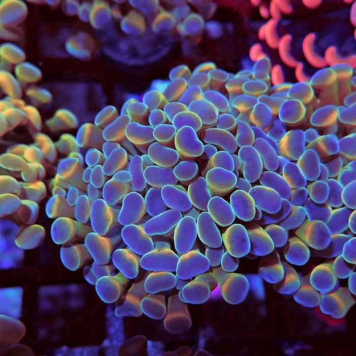 Euphyllia Hologram Hammer Branch