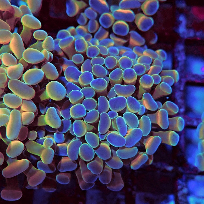 Euphyllia Hologram Hammer Branch