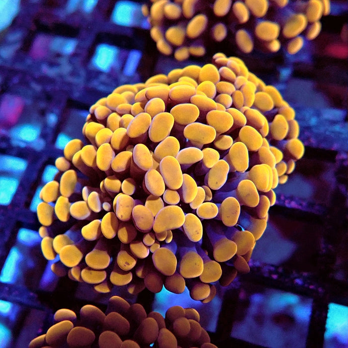 Euphyllia Orange Hammer Premium Branch