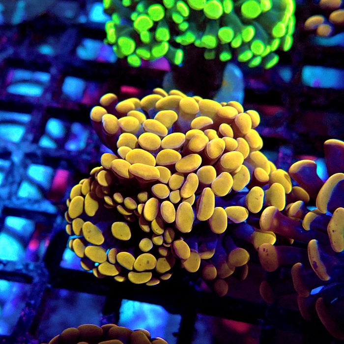 Euphyllia Orange Hammer Premium Branch