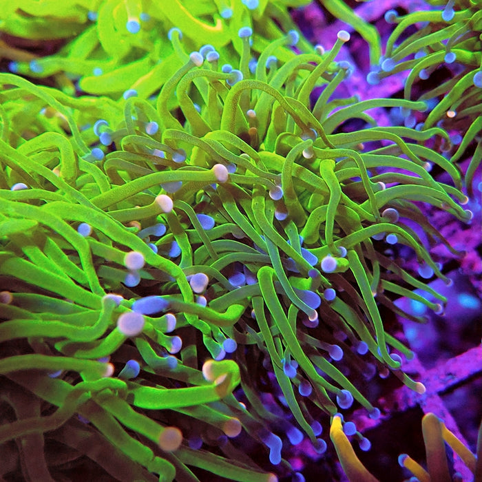 Euphyllia Cotton Candy