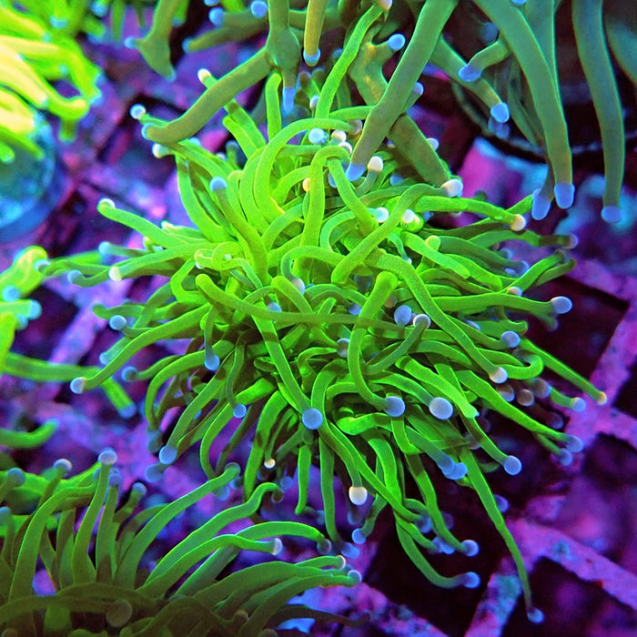 Euphyllia Cotton Candy