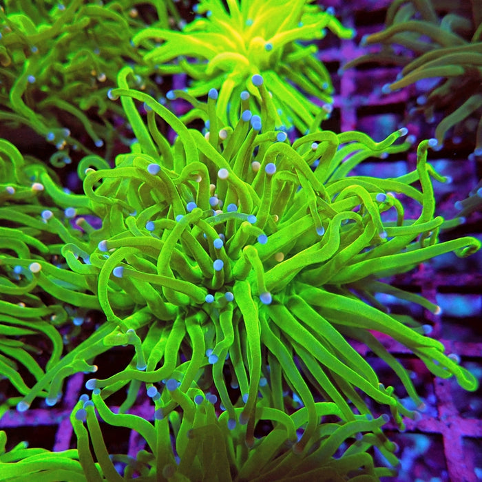 Euphyllia Cotton Candy