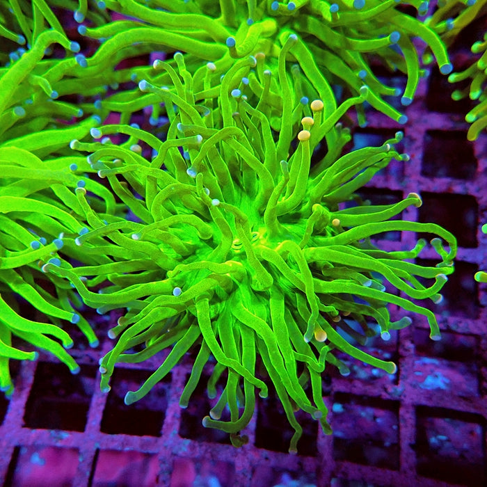 Euphyllia Cotton Candy