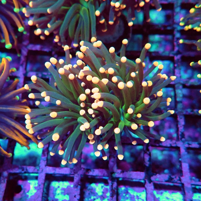 Euphyllia Dark Pink Tips Torch Premium