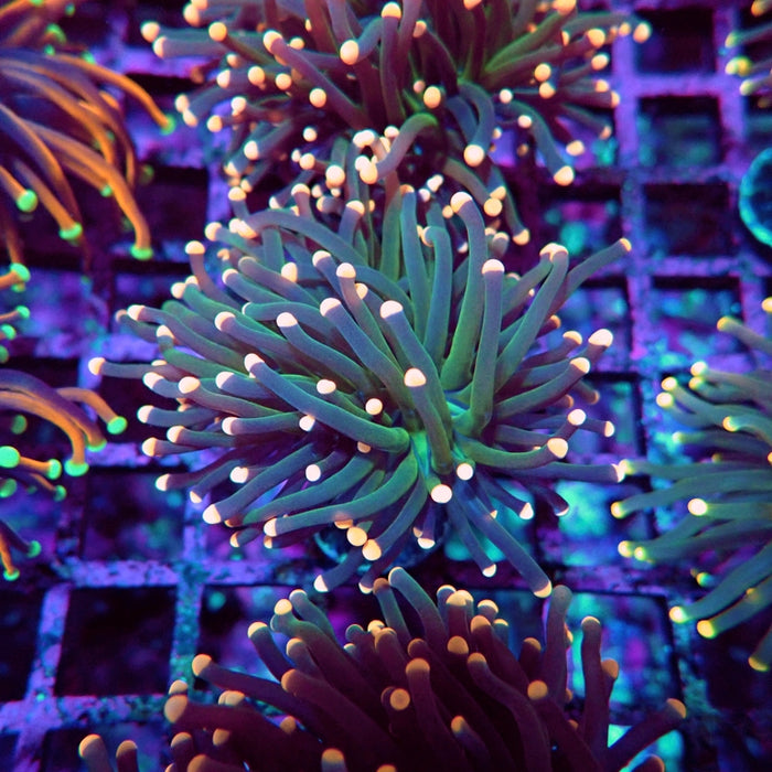 Euphyllia Dark Pink Tips Torch Premium