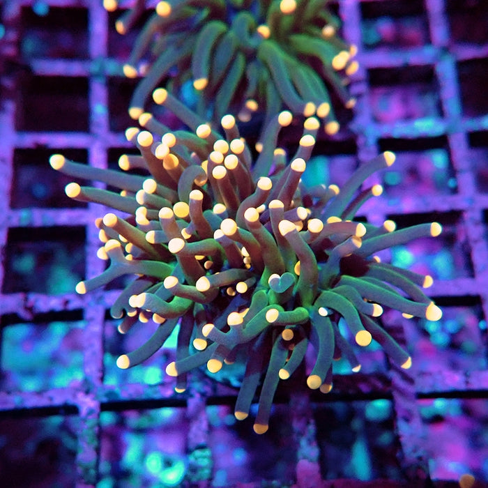 Euphyllia Dark Pink Tips Torch Premium