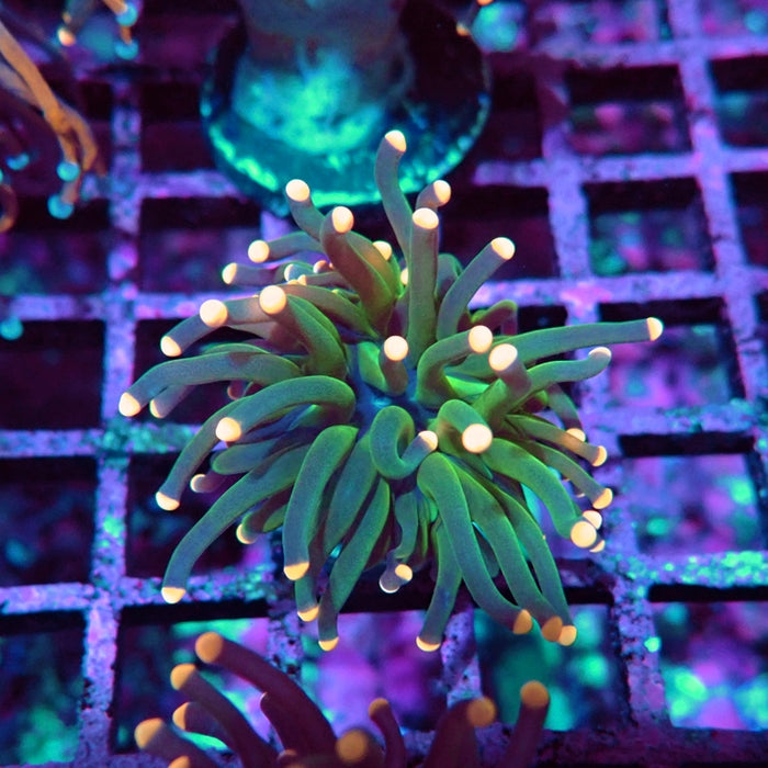 Euphyllia Dark Pink Tips Torch Premium