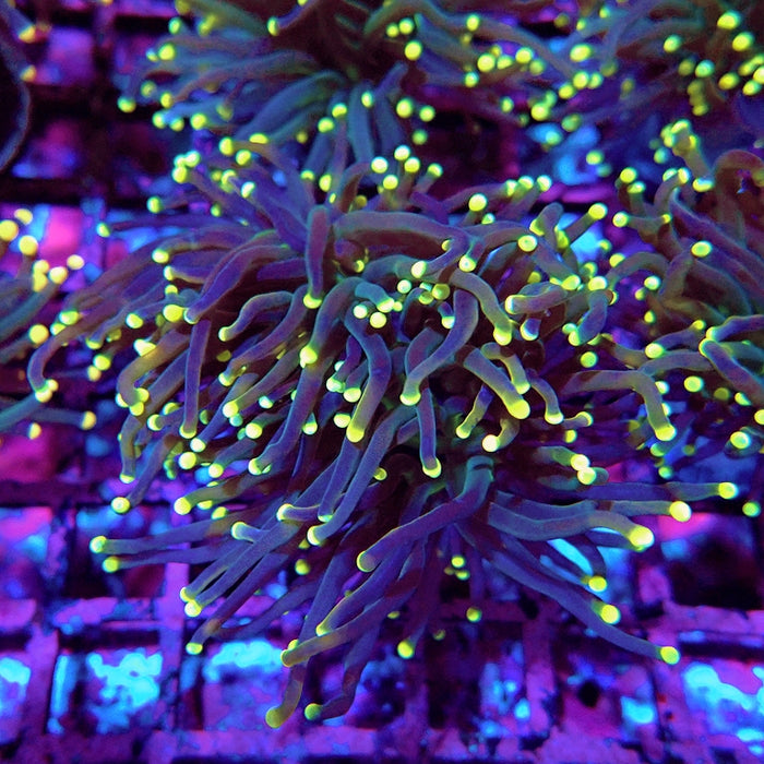 Euphyllia Yellow Tips