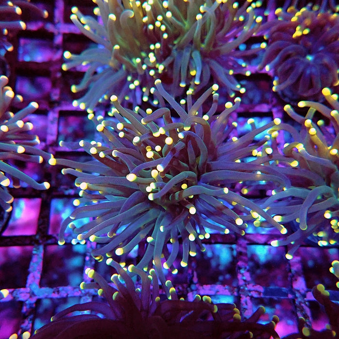 Euphyllia Yellow Tips