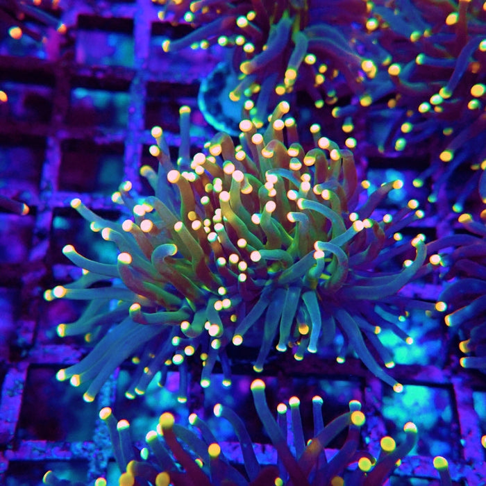 Euphyllia Alien Eyes