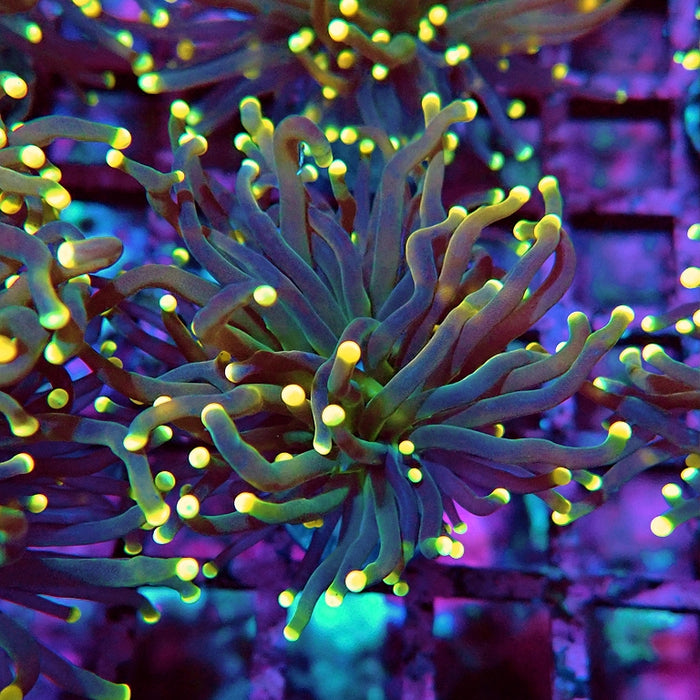 Euphyllia Yellow Tips