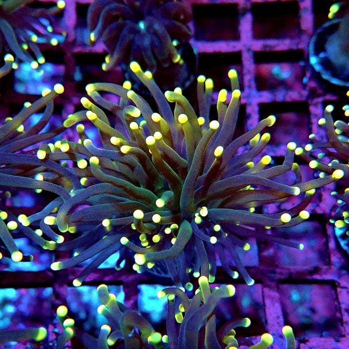 Euphyllia Yellow Tips