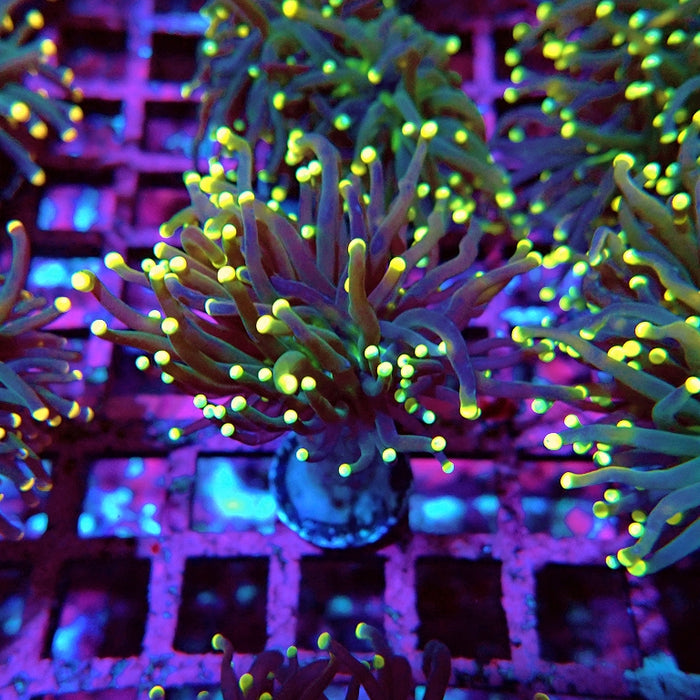 Euphyllia Yellow Tips