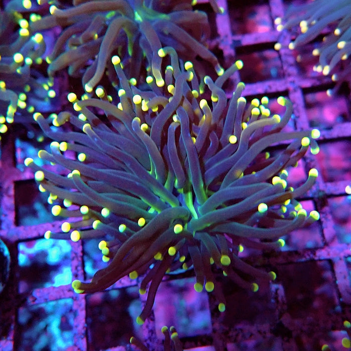 Euphyllia Alien Eyes