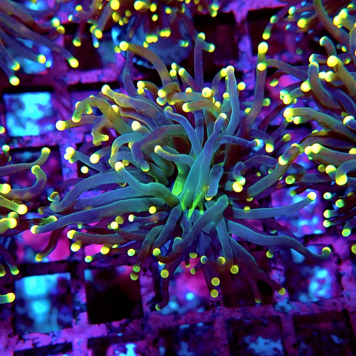 Euphyllia Alien Eyes