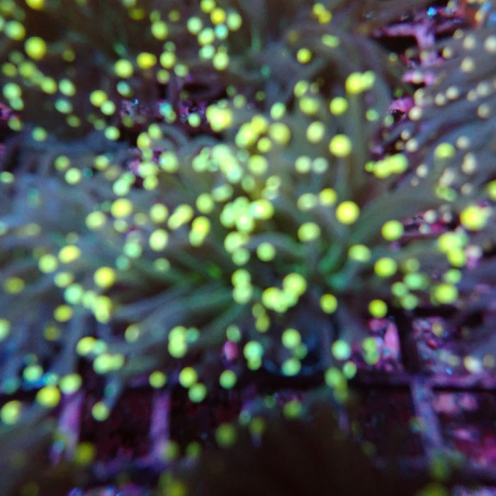 Euphyllia Yellow Tips