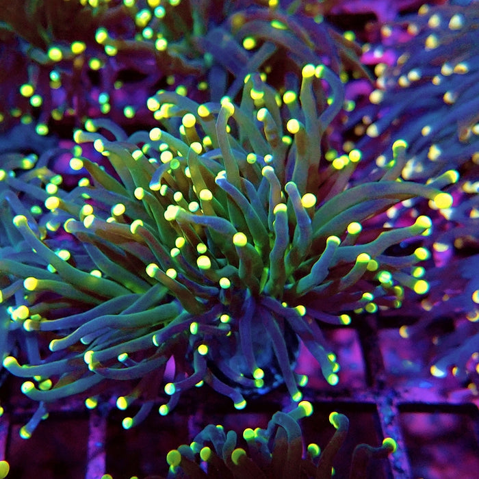 Euphyllia Alien Eyes