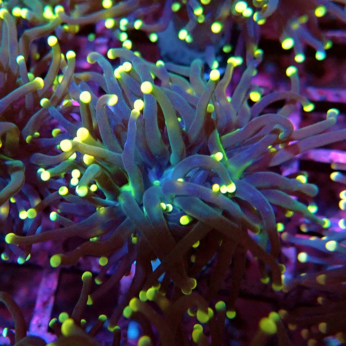 Euphyllia Yellow Tips