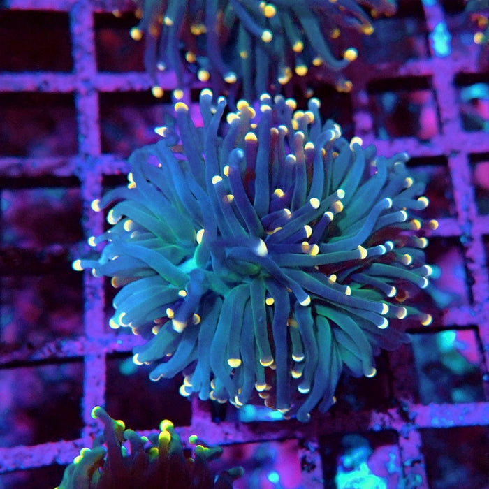 Euphyllia Pink Tips Torch
