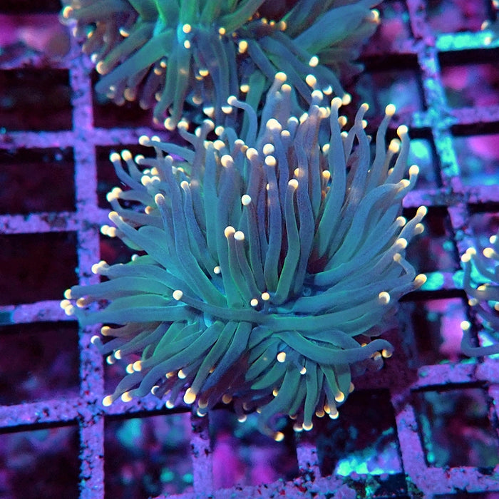 Euphyllia Pink Tips Torch