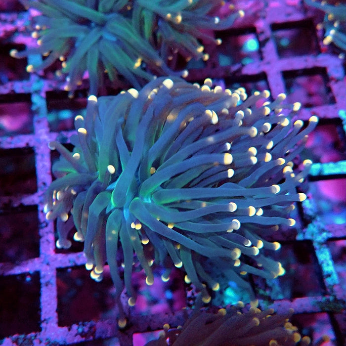 Euphyllia Pink Tips Torch