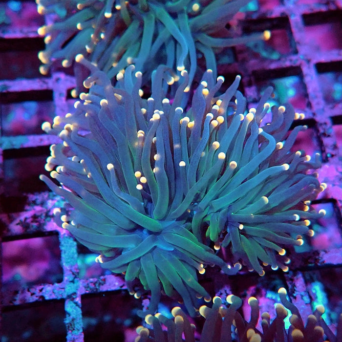Euphyllia Pink Tips Torch