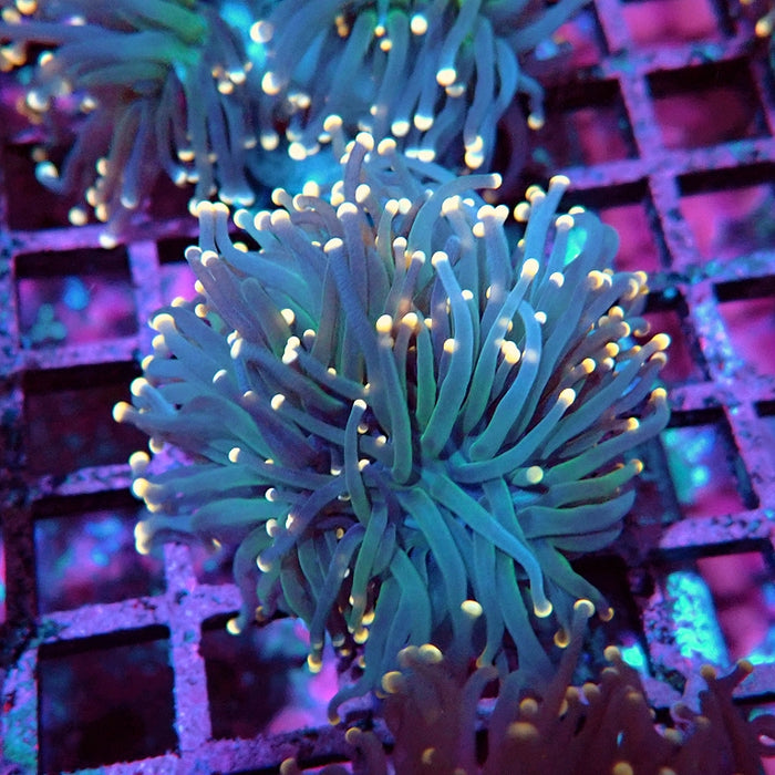 Euphyllia Pink Tips Torch