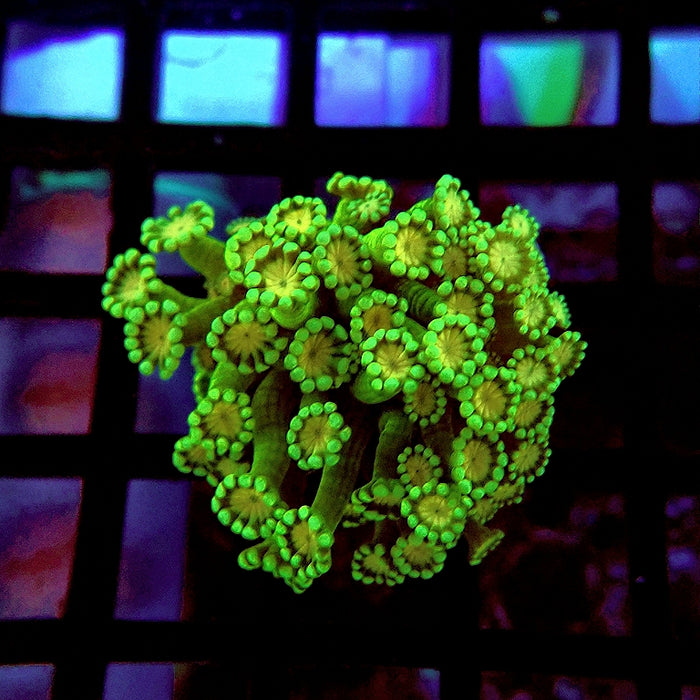 Alveopora Super Green