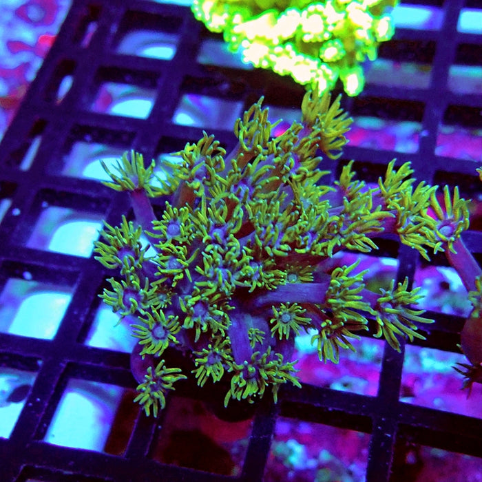 Goniopora Purple Green