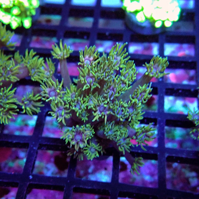 Goniopora Purple Green