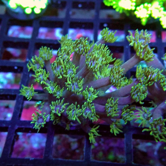 Goniopora Purple Green