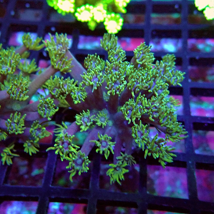 Goniopora Purple Green